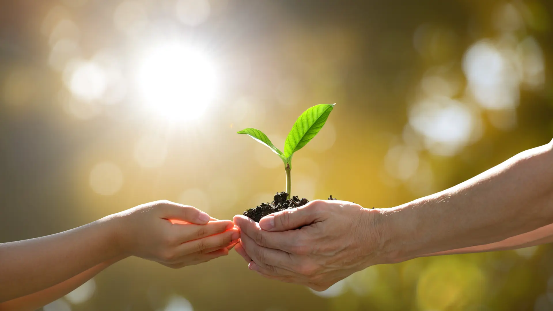 Zwei Hände halten eine Pflanze mit Erde hoch. Diese symbolisiert den Umweltschutz durch Ökostrom der NEW.