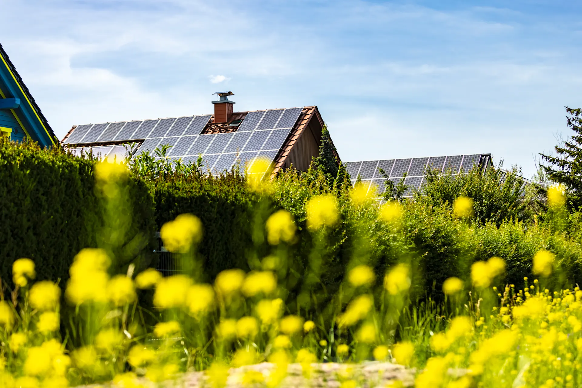 Haus mit PV-Anlage hinter einem Blumenbeet Blick von einem gelben Blumenbeet auf ein Haus mit einer PV-Anlage auf dem Dach.