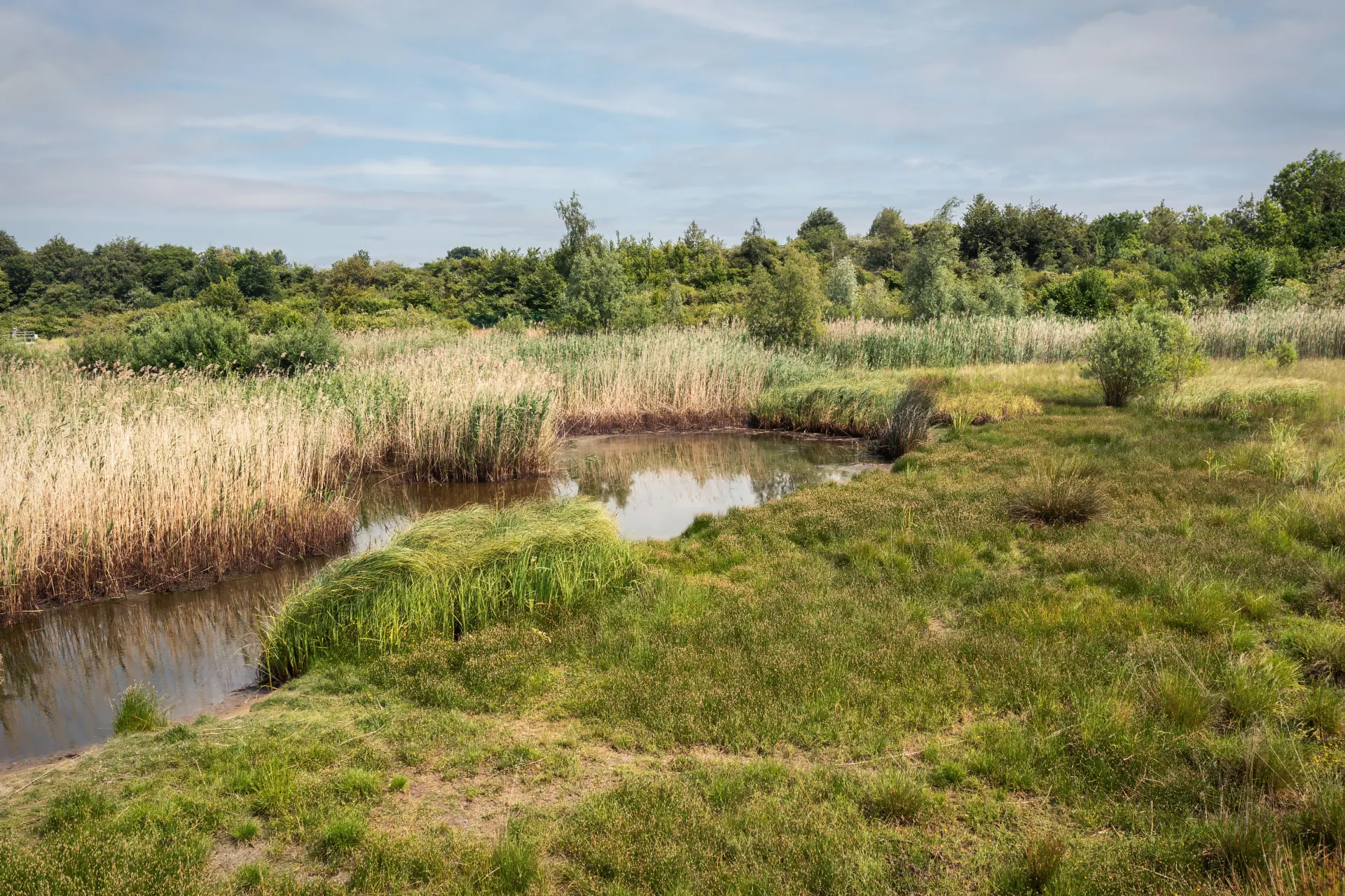 Feuchtgebiet mit Wiesen und Teichen