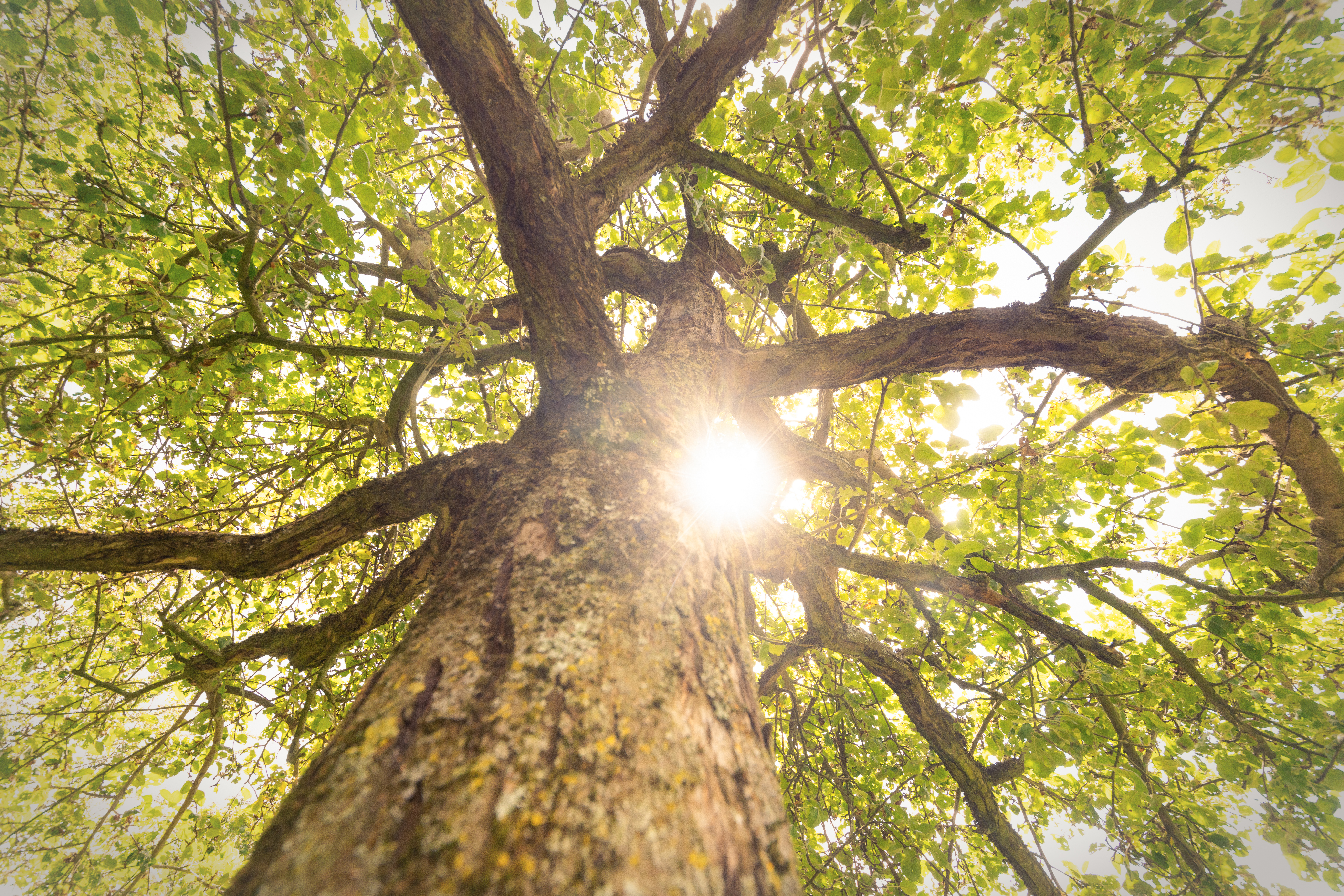 Blick von unten durch den Baum in die Sonneneinstrahlung zwischen den Ästen und den Blättern.