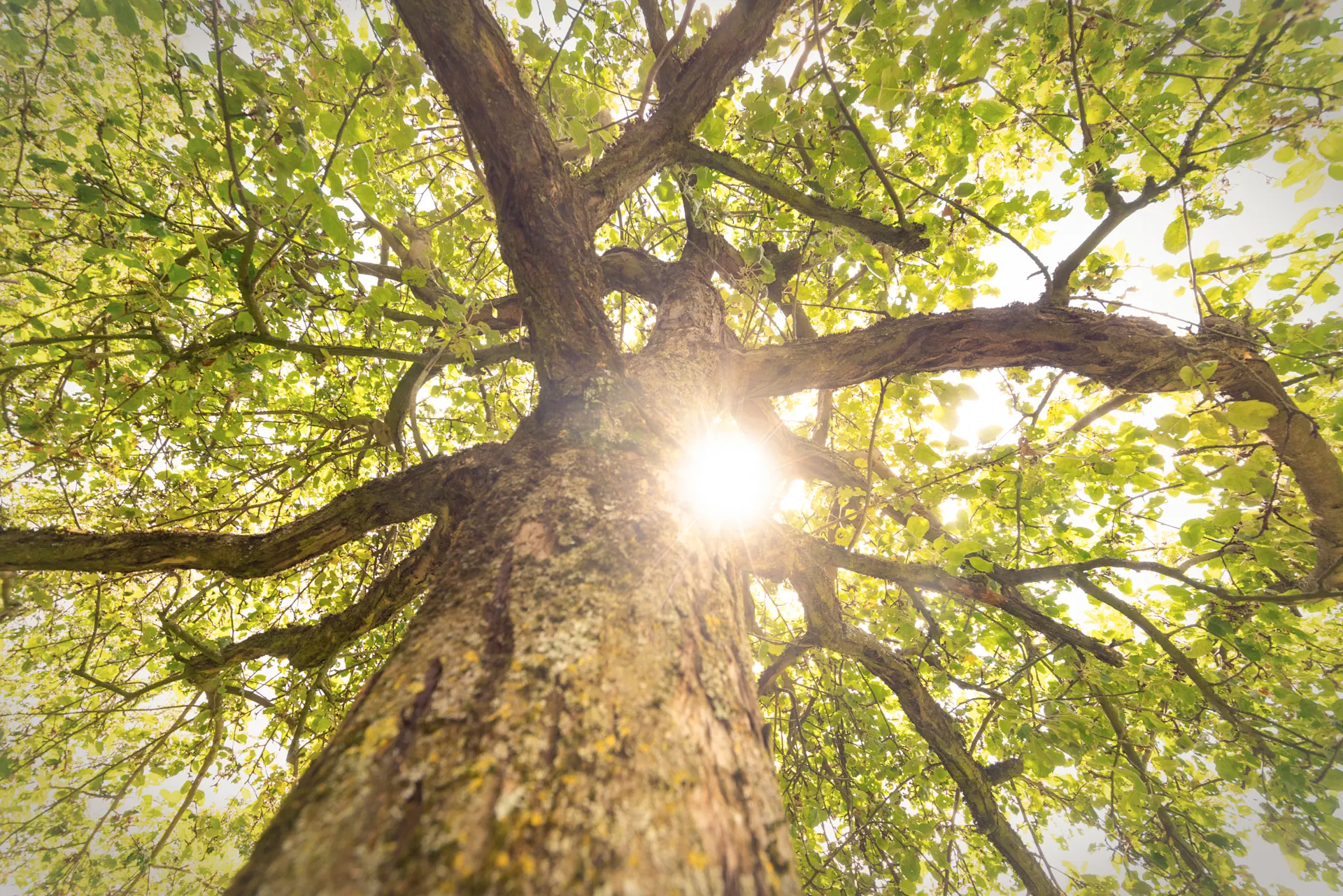 Blick von unten durch den Baum in die Sonneneinstrahlung zwischen den Ästen und den Blättern.