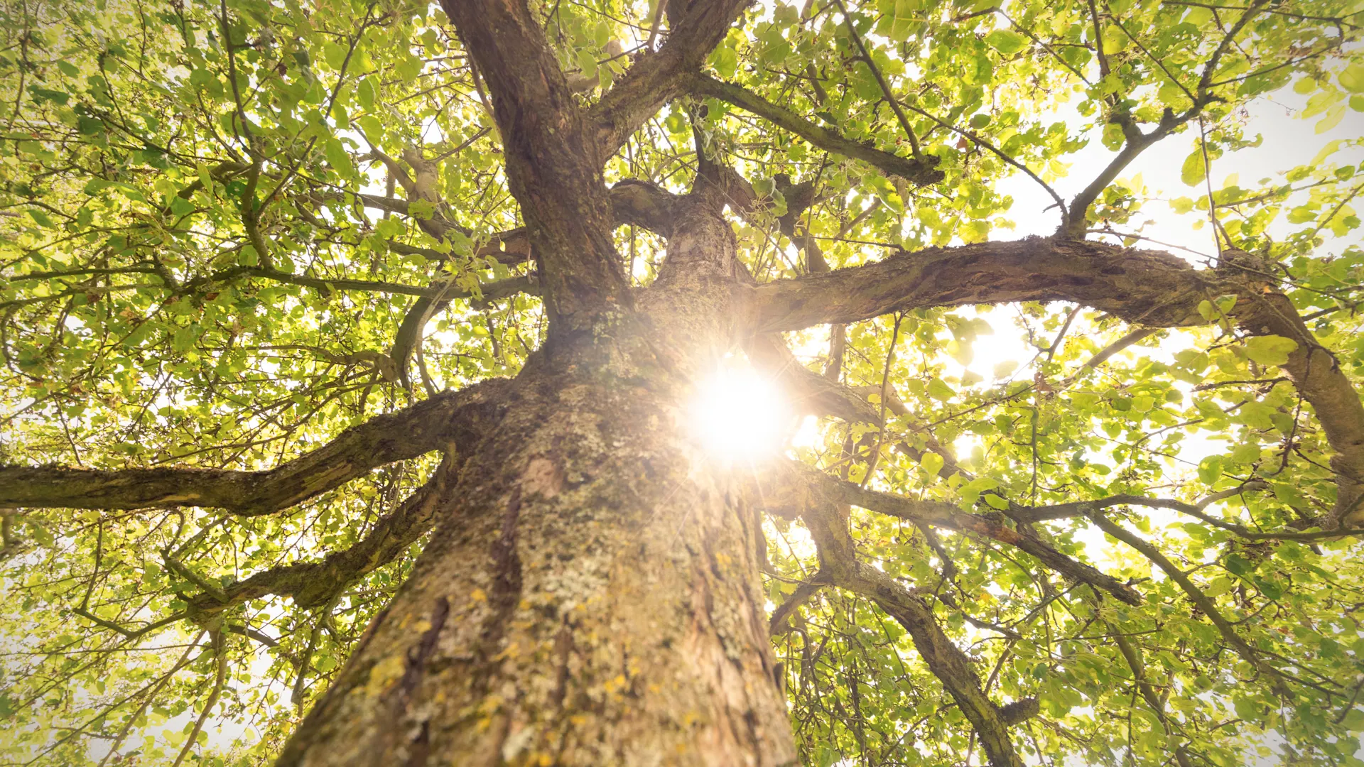NEW-AG-Nachhaltigkeit-H8A1946 Blick von unten durch den Baum in die Sonneneinstrahlung zwischen den Ästen und den Blättern.