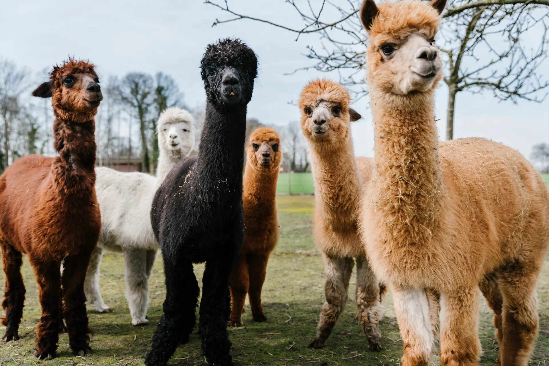 Sechs Alpakas stehen auf einer Weide, einige blicken in die Kamera. Credit: iStock-2165503186 EyeEm Mobile GmbH