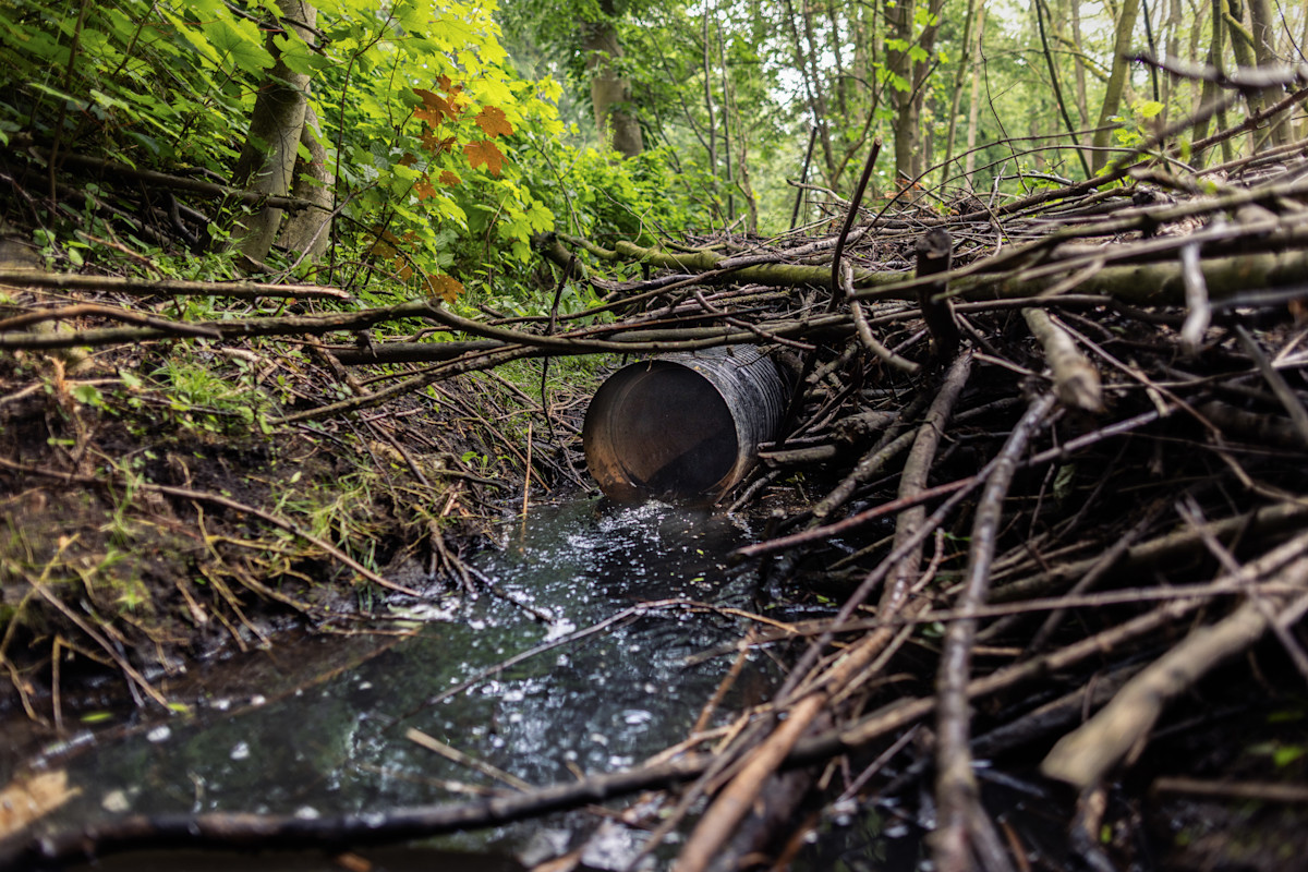 Durch ein  Rohr abfließendes Regenwasser unter einem Pfad in einem Wald